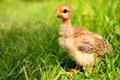 Free little chicken in green grass Royalty Free Stock Photo