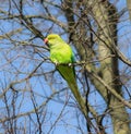 Free-living green parakeet