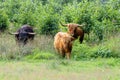 Free-living herd of black Scottish Highland bull with brown cow and brown calf in Drenthe nature reserve Royalty Free Stock Photo