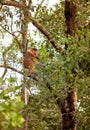 Free-living male Proboscis monkey in Borneos jungle Royalty Free Stock Photo