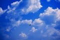 Seagull flying against the clear blue sky with white clouds Royalty Free Stock Photo