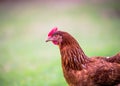 Free lonely hen in nature Royalty Free Stock Photo