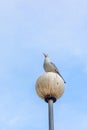 A free-loving wild bird against the blue sky Royalty Free Stock Photo