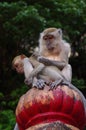Free monkeys in the Batu Cave temple in Malaysia