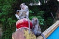 Free monkeys in the Batu Cave temple in Malaysia