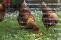 Free outdoor chickens eating leftovers