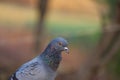 Free pigeon image, hd