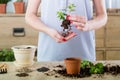 Free planting repotting service plant shopping Royalty Free Stock Photo