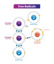 Free radicals, antioxidant and healthy atom explanation vector illustration diagram Royalty Free Stock Photo