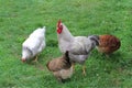 Free-rance hens and rooster on grass.