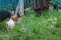 Free range living chicken on  farm. Hens  roam freely in green paddock Royalty Free Stock Photo