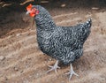 Free-range beautiful chicken on an organic farm in ground. Concept of organic farm, agriculture and household. Royalty Free Stock Photo