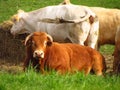 Free-range beef cattle farming, organic farming, a red-haired cow lying and other cattle in the background Royalty Free Stock Photo