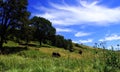 Free Range Beef Cattle in Southern Oregon Landscape Royalty Free Stock Photo