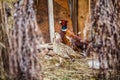 Coturnix Quail modern farming. Common quail male bird in motion blur difficult to see.