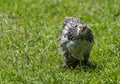 Free range Brahma chickens, beautiful rooster Brahma chicken, black and white pattern, standing on green grass, eyes looking at Royalty Free Stock Photo