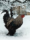 Free range brahma in winter