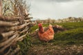 Free range breeding - Portrait of illuminated hen new hampshire hen going to jump on wooden fence. Chicken on green grass with Royalty Free Stock Photo