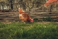 Free range breeding - Portrait of illuminated single hen New Hampshire hen standing and feeding in front of the fence on green