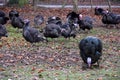 Free-range bronze turkeys outside in the meadow Royalty Free Stock Photo