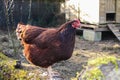 Free range brown chicken Royalty Free Stock Photo