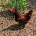 Free Range Brown Chicken on Garden Soil. Royalty Free Stock Photo