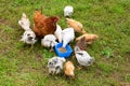 Free-range brown chicken with a lot of chicks on an organic farm, freely grazing on a meadow and pecking birdseed and grains.