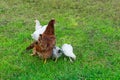 Free-range brown chicken with three chicks on an organic farm, freely grazing on a meadow.