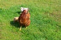 Free-range brown chicken with two chicks on an organic farm, freely grazing on a meadow.