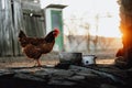 Free range brown chicken on village yard Royalty Free Stock Photo