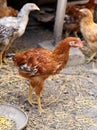 Free - range brown hen. Royalty Free Stock Photo