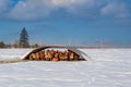 Free range brown hens of sustainable farm under protective shelter on snowy ground.