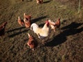 Free range hens and rooster Royalty Free Stock Photo