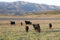 Black Angus Cattle Royalty Free Stock Photo