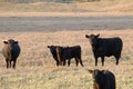 Black Angus Cattle Royalty Free Stock Photo