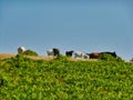 Free Range Cattle Grazing on Mountain Ridge Royalty Free Stock Photo