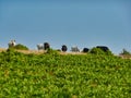 Free Range Cattle Grazing on Mountain Ridge Royalty Free Stock Photo