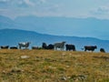 Free Range Cattle Grazing on Mountain Ridge Royalty Free Stock Photo