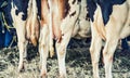 Free Range Cattle Udders Full of Organic Milk - Retro Royalty Free Stock Photo