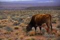 Free Range Cattle Utah Desert