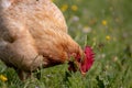 Free range chichen, happily roaming and pecking in a field. Farm life, italian country house Royalty Free Stock Photo