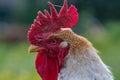 Free range chicken, happily roaming and pecking in a field. Farm life, italian country house Royalty Free Stock Photo