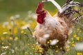 Free range chichen, happily roaming and pecking in a field. Farm life, italian country house Royalty Free Stock Photo