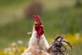 Free range chichen, happily roaming and pecking in a field. Farm life, italian country house Royalty Free Stock Photo