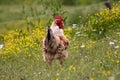 Free range chichen, happily roaming and pecking in a field. Farm life, italian country house. rear view Royalty Free Stock Photo