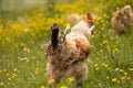 Free range chichen, happily roaming and pecking in a field. Farm life, italian country house. rear view Royalty Free Stock Photo