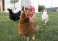 free range chicken and species appropriate keeping Royalty Free Stock Photo