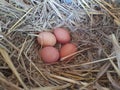 Free range chicken eggs in nest. Royalty Free Stock Photo