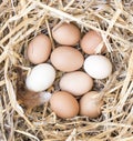 Free Range Chicken Eggs in Nest. Royalty Free Stock Photo