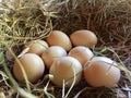 free-range chicken eggs in the nest egg laying. Royalty Free Stock Photo